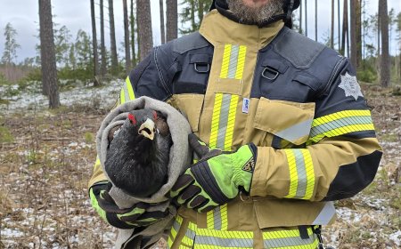 Sõjakas metsis Liiapeksi külas
