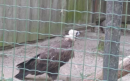 Lind põhjustas kulupõlengu Saunja külas, umbes 2000 m² hävines