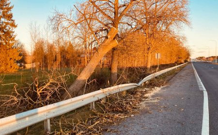 Harjumaa päästjad võitlesid nädalavahetusel tormi tagajärgedega: enim said räsida Kuusalu ja Saue
