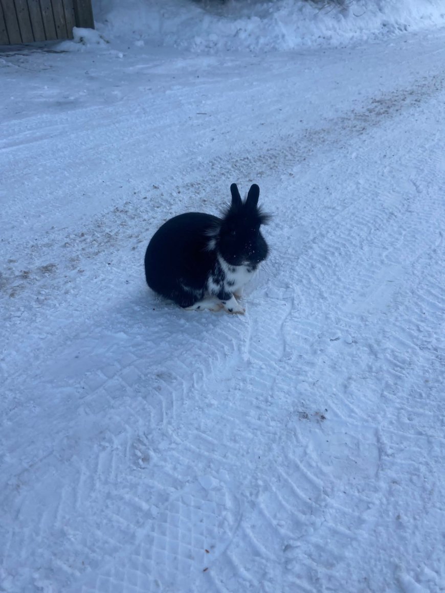 Sireli tänava „kohalik influentser“ pani sotsiaalmeedia kihama: kas vabadus või vastutustundetus?
