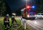 Liiklusõnnetus Kuusalu vallas: autod ja metsloomad põrkasid kokku Tallinn-Narva maanteel