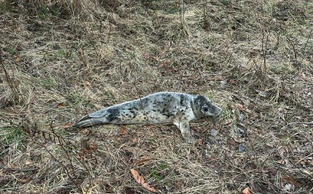 Eksinud hülgepoeg vajas päästjate abi: Suurpeal peatati ebatavaline liikleja(video)