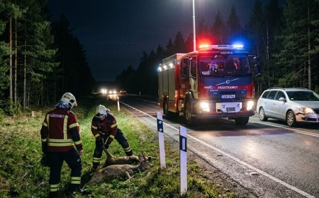 Liiklusõnnetus Kuusalu vallas: autod ja metsloomad põrkasid kokku Tallinn-Narva maanteel
