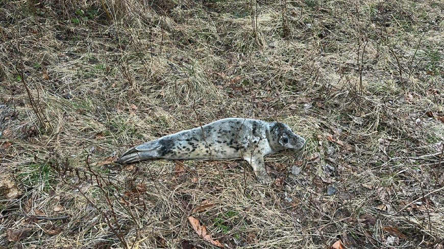 Eksinud hülgepoeg vajas päästjate abi: Suurpeal peatati ebatavaline liikleja(video)